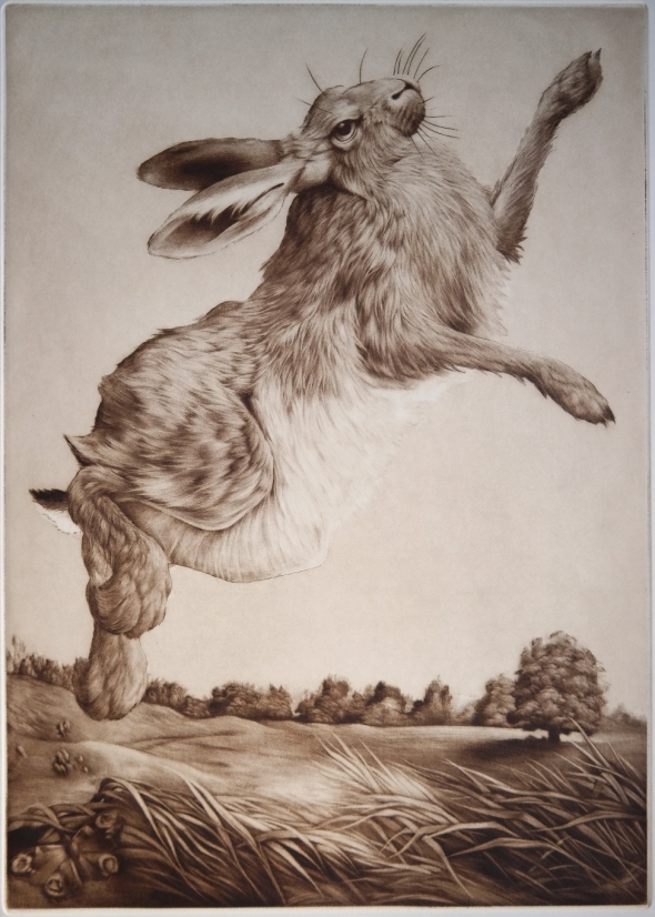 Leaping Hare 2   30 x 42 cm  Mezzotint printed in burnt umber ink Shortlisted for the David Shepherd Wildlife Artist of the Year 2014 exhibition